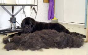 Find The Best Dog Shampoos for Shedding to prevent this from happening.