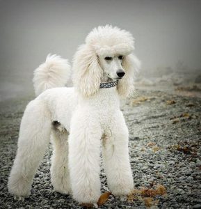 standard poodle lamb clip