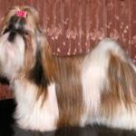 A white and brown Shih Tzu with a full coat