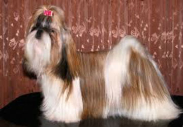 A white and brown Shih Tzu with a full coat