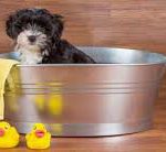 Puppy in a tub