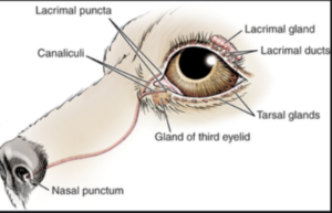 How your dogs eyes work